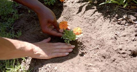 Hands gently planting orange flowers in garden soil