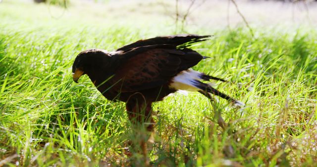 A majestic bird of prey is seen foraging through the lush green grass, illuminated by the soft glow of sunlight. Its keen eyes are focused on the ground, searching for its next meal in the wild.