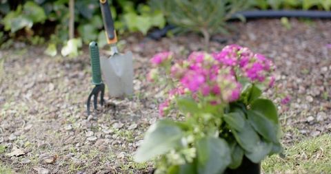 Backyard gardening scene with pink potted blooms and trowel for planting and landscape edging