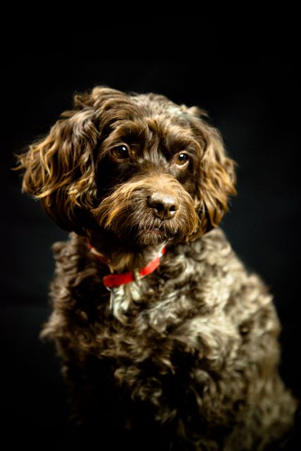 Brown dog with curly fur posing against dark background, wearing red collar, looking away. Useful for pet advertisements, veterinary services promotions, pet groomer signage, dog training brochures, and animal-loving websites.