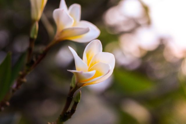 Delicate plumeria flowers captured in close-up; perfect for use in floral blogs, gardening websites, and nature-themed presentations. Soft focus background emphasizes the beauty of the petals, ideal for spring and summer promotional materials.