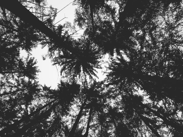 Black and white viewpoint of treetops from the forest floor. Suitable for use in nature-themed designs, backgrounds or wallpapers, environmental campaigns, artistic projects, or illustrating concepts like perspective, tranquility, and the beauty of nature.