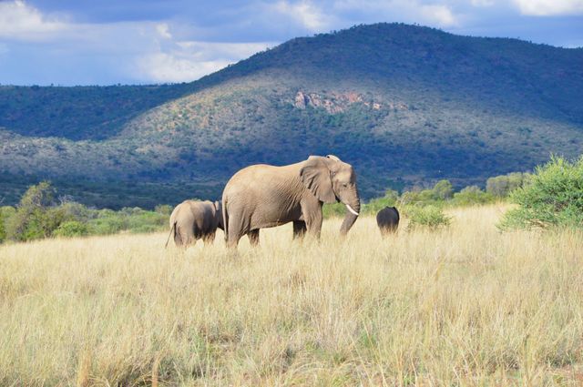 Elephants grazing in grassy plains with a scenic mountain backdrop. Perfect for nature and wildlife themes, conservation topics, travel brochures, and educational material on African wildlife.