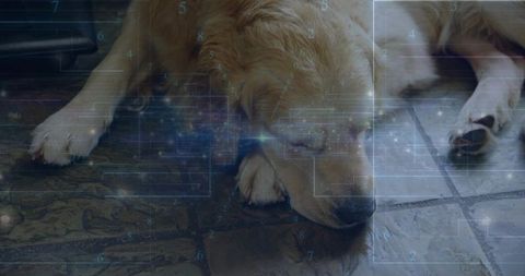 Golden Retriever with Futuristic Digital Overlay on Tile Floor