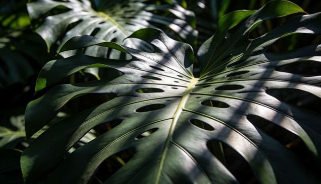 Monstera deliciosa leaf showing dramatic sunlit fenestration and glossy tropical texture