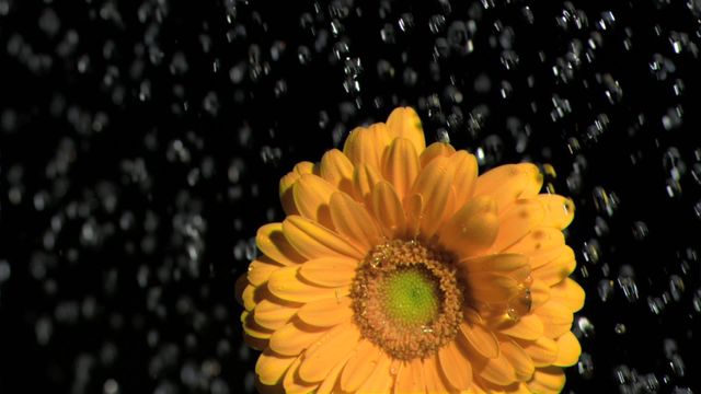 This calming image features an orange gerbera flower being water in slow motion, set against black background highlighting droplets and details. Ideal for presentations, advertising, websites focused on gardening, floral shops or nature photography. Perfect for use in promotional materials conveying freshness, care or beauty.