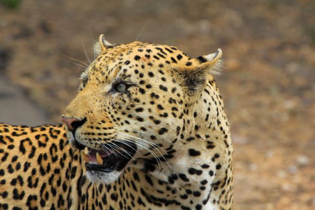 Leopard in Natural Habitat Observing Surroundings - Download Free Stock Photos Pikwizard.com