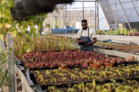 African american gardener inspecting greenhouse trays and logging plant data on tablet