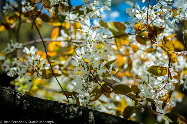 Close-up of White Blossoms on Tree Branch with Vibrant Leaves Against Blue Sky - Download Free Stock Photos Pikwizard.com