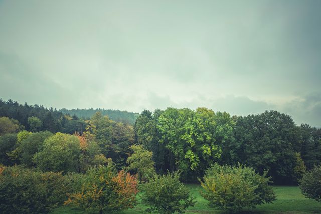 Ideal for creating a serene background or illustrating seasonal changes, this photo captures a tranquil forest at the onset of autumn with a misty, fog-covered atmosphere. It can be used in environmental conservation materials, travel promotions, or meditation guides.