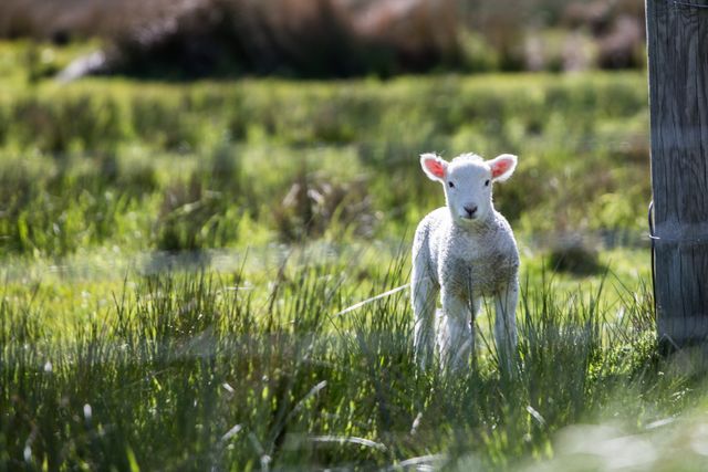 Lamb standing in green field surrounded by tall grass, evoking a serene countryside scene perfect for agricultural promotions, educational materials about farm life, or charming nature themes.