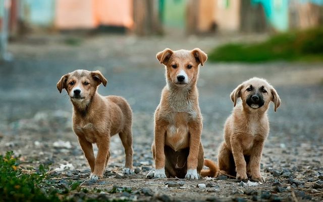 Three puppies sitting on a dirt path in an outdoor setting. They appear attentive and curious, showcasing their playful nature. This image could be used for pet adoption campaigns, animal care promotions, or pet-related products. It also suits themes involving friendship, companionship, and animal welfare.