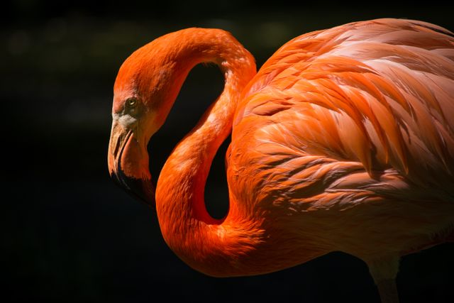 Vibrant close-up of an orange flamingo showcasing its detailed feathers. Useful for nature, wildlife, and animal themes in advertisements, blogs, and educational materials.