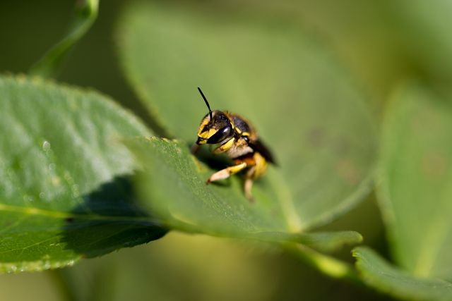 Bee Resting on Leaf in Natural Habitat Macro - Download Free Stock Photos Pikwizard.com