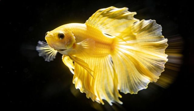 Golden betta swimming and displaying flowing ruffled fins with translucent tail