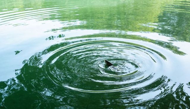Small turtle breaking water creating circular ripples in green pond with tree reflection