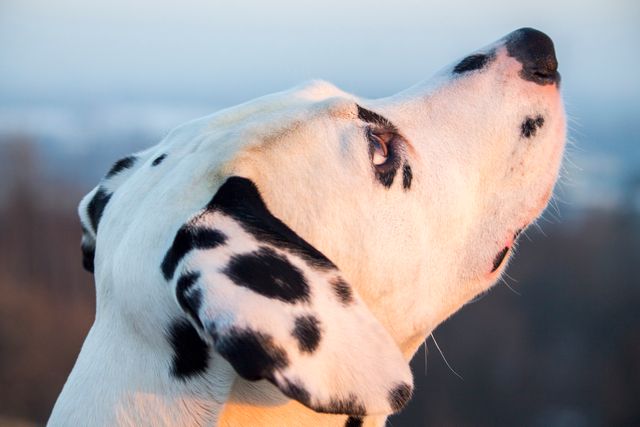 Close-up of Dalmatian Dog Looking Upwards at Sunset - Download Free Stock Photos Pikwizard.com