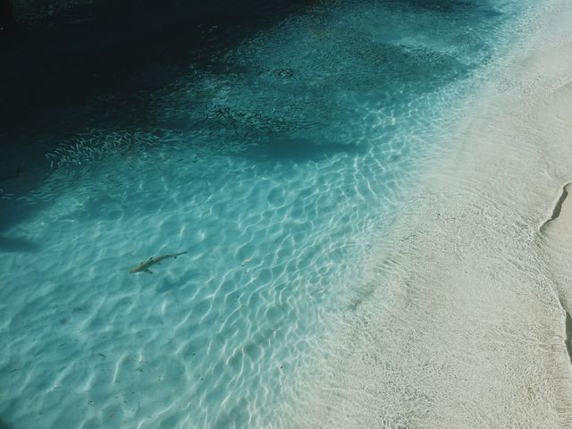 Shark swimming alone in clear turquoise water near sandy beach offers a tranquil, natural ocean setting. Ideal for travel websites, beach vacation brochures, tropical island advertisements, and environmental preservation campaigns.