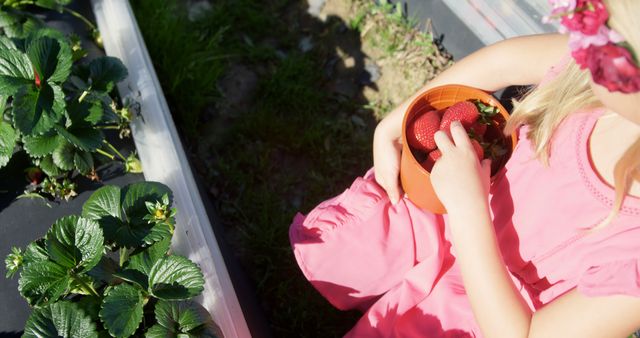 Young girl in a pink summer dress harvesting fresh strawberries in a garden. Perfect for articles on farming, healthy eating, summertime activities, child-friendly gardening, and agricultural practices.