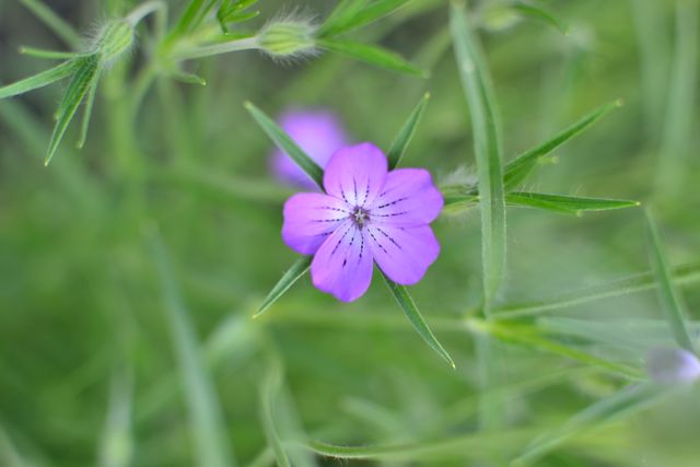 Image shows a close-up of a small, delicate purple flower surrounded by vibrant green leaves. Ideal for use in gardening websites, nature-themed blogs, plant identification guides, or as decorative imagery for backgrounds and posters.