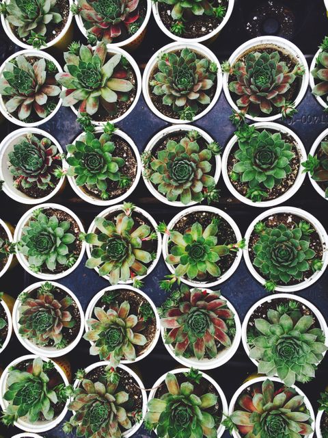 Image shows several succulent plants in white pots, arranged in neat rows viewed from above, featuring vibrant green foliage and rosette leaf formations. Suitable for use in gardening blogs, floral arrangement guides, home decor articles, and building an aesthetic nature-themed presentation.