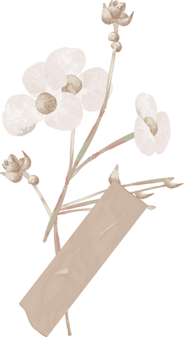 Transparent Elegant White Flowers with Beige Paper Strip Design