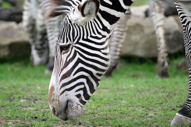 This calm zebra is grazing on a green field. Ideal for nature brochures, wildlife documentaries, educational content about animals, posters for zoos or wildlife parks, and travel advertisements highlighting safari experiences.