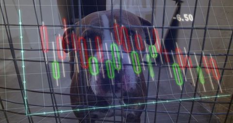 Dog in kennel with financial market candlestick chart overlay
