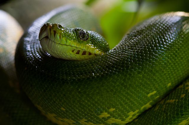 Green Tree Python Coiled on Branch - Download Free Stock Photos Pikwizard.com