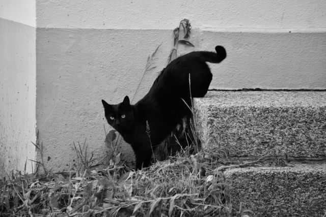 Black Cat Climbing Concrete Steps in Black and White - Download Free Stock Photos Pikwizard.com