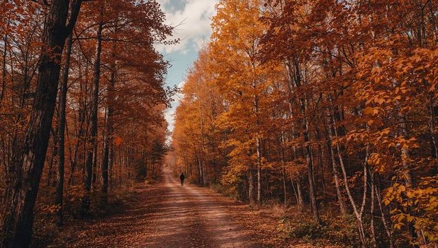 Solitary Walker Moving Down Leaf-Covered Forest Trail During Golden Autumn