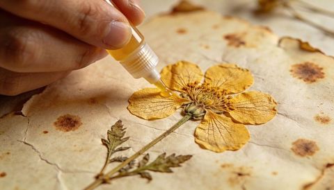 Applying adhesive to pressed yellow flower on aged parchment for botanical preservation