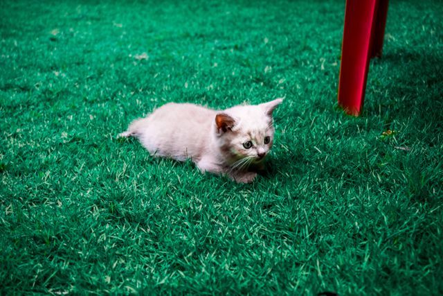 Cute White Kitten Resting on Green Grass Outdoors - Download Free Stock Photos Pikwizard.com
