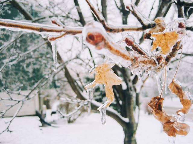 Frozen Leaves Hanging From Icy Branches in Winter Landscape - Download Free Stock Photos Pikwizard.com
