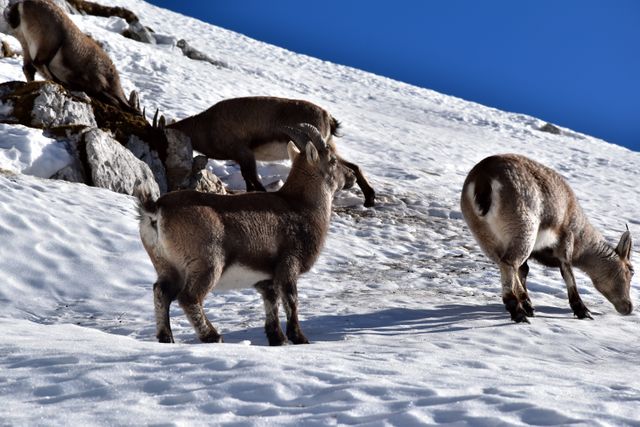 Wild mountain goats grazing on rocky, snowy slope during winter. Excellent for use in articles and documentaries about wildlife, cold weather ecosystems, and animal behavior in natural habitats. Also suitable for use in travel and nature magazines or as nature-themed artwork or decorations.