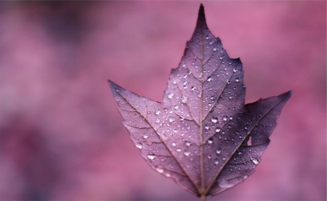 Close-up of Purple Leaf with Water Droplets Against Pink Backdrop - Download Free Stock Photos Pikwizard.com