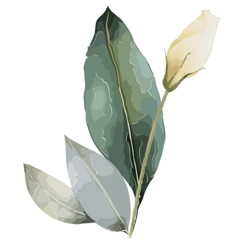 Transparent botanical watercolor sprig cream bud green foliage printable design