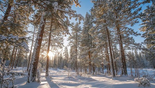 Sunlit Snow-Covered Pine Forest Casting Long Winter Shadows with Golden Low Sunlight Calm