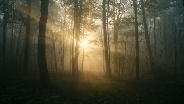 Misty Dawn in Enchanted Forest with Sunbeams Illuminating Trees