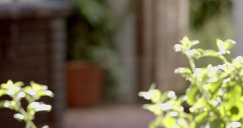 Lush Green Plant with Blurred Background on Patio