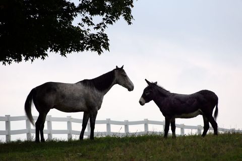 Silhouette of Horse and Donkey in Countryside Pasture