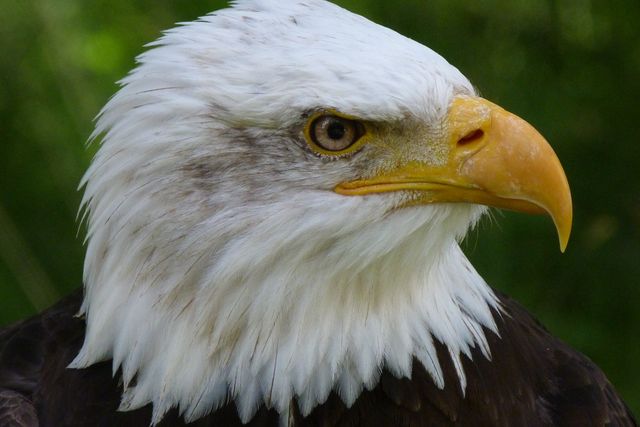 Close-up of Bald Eagle with Intense Gaze in Nature - Download Free Stock Photos Pikwizard.com
