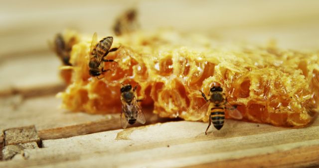 Honey bees crawling over honeycomb, depicting a close-up in an apiary. Useful for themes related to beekeeping, honey production, nature and environment, wildlife, and sustainable practices. Ideal for websites, articles, and educational materials focused on the role of bees and honey production.