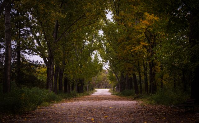 Peaceful imagery of an empty pathway lined with trees during autumn season, ideal for promoting relaxation, nature retreats, outdoor activities, and travel destinations.