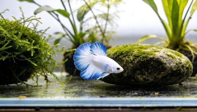 Halfmoon betta swimming in planted aquarium with moss-covered rock and greenery
