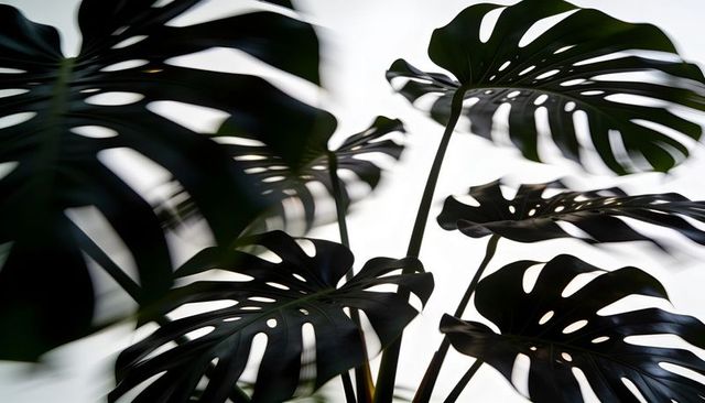 Backlit monstera leaves showing glossy fenestration and silhouettes on high-key background