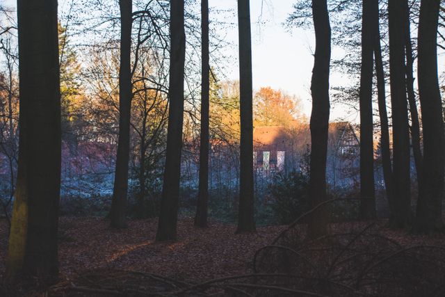 Tranquil Forest with Mist in Autumn Morning Light - Download Free Stock Images Pikwizard.com