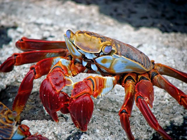 Close-up view of a colorful crab with vivid shell and claws. Ideal for marine life, nature, and wildlife themes. Can be used in educational materials, wildlife documentaries, travel guides, and marine biology presentations.