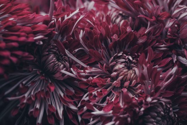 This detailed macro image features vibrant crimson and purple chrysanthemum flowers. Ideal for use in botanical illustrations, gardening websites, floristry content, or as a serene floral backdrop in nature-themed projects.