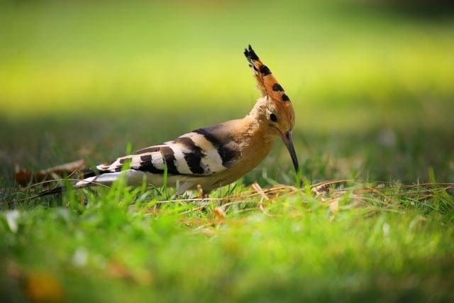Hoopoe bird with distinctive crown feathers searching for food on green grass, ideal for nature, wildlife, and ornithology themes. Suitable for educational materials, nature websites, and wildlife conservation campaigns. Vibrant colors make it a perfect choice for outdoor and warm season related designs.
